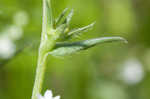 Corn gromwell